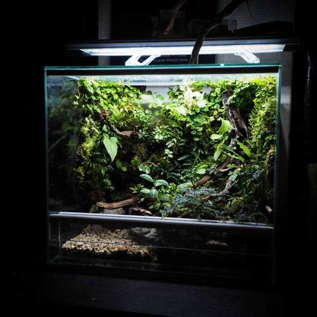 最矛盾的混合體,最低等的高級植物——苔蘚