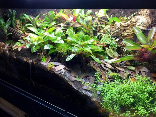 最矛盾的混合體,最低等的高級植物——苔蘚