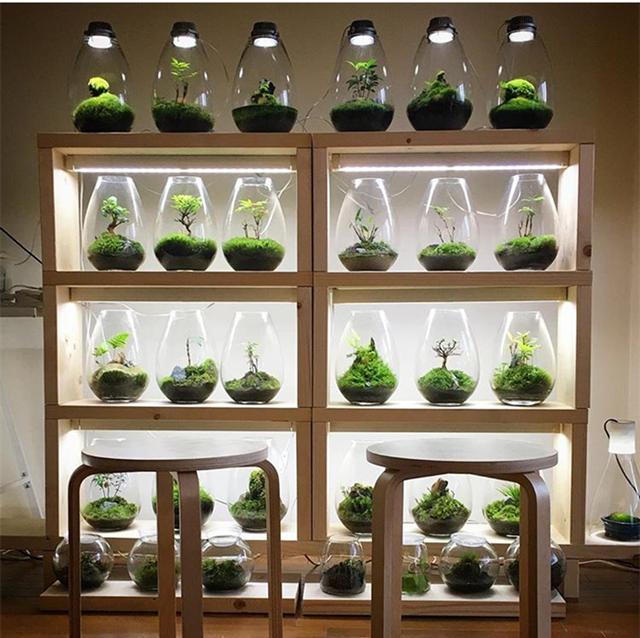 最矛盾的混合體,最低等的高級植物——苔蘚