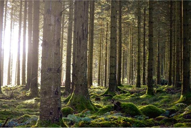 最矛盾的混合體,最低等的高級植物——苔蘚
