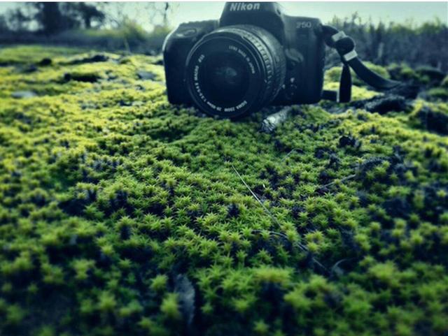 最矛盾的混合體,最低等的高級植物——苔蘚