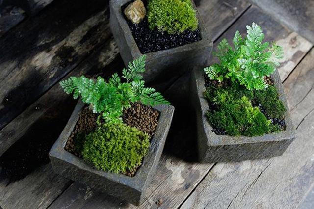 最矛盾的混合體,最低等的高級植物——苔蘚