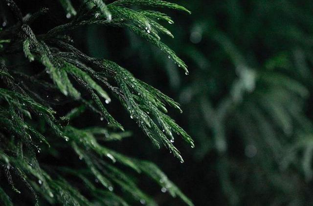 人生的這三場苦雨：透，心，涼