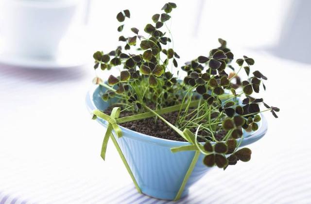 揣著聰明裝傻笨，喜歡陪人演戲的星座