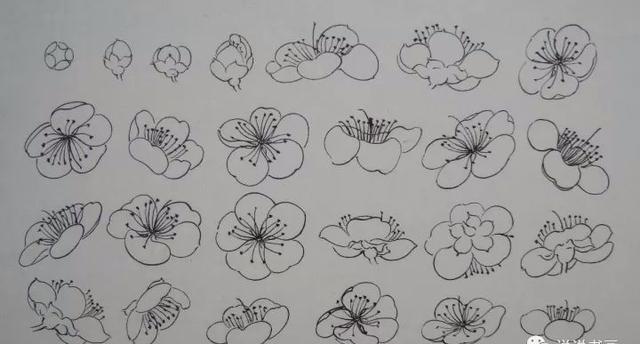 “四君子”梅蘭竹菊畫法，實用收藏！