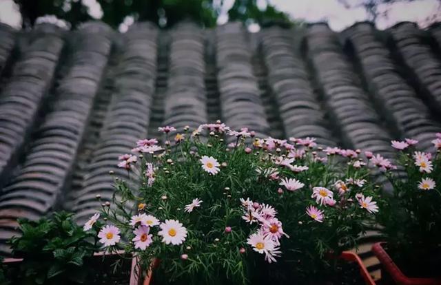 世界再大，不過一個開滿繁花的小院