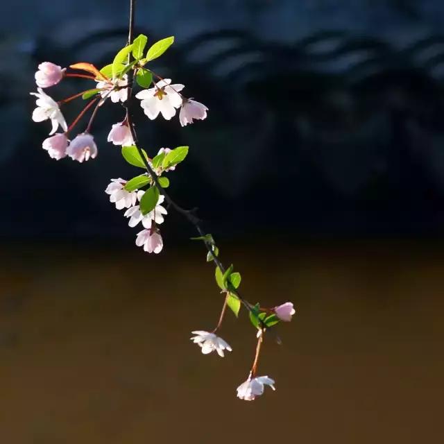 世界再大，不過一個開滿繁花的小院