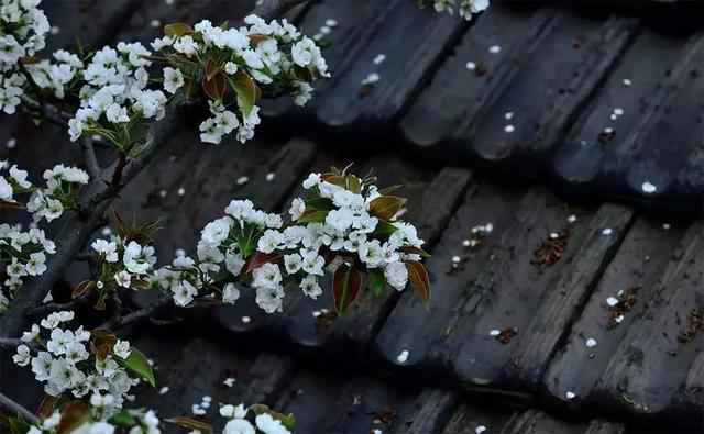 世界再大，不過一個開滿繁花的小院
