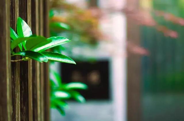 世界再大，不過一個開滿繁花的小院