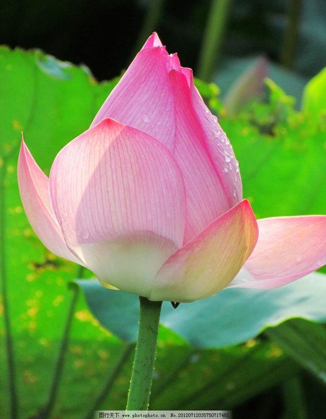 含苞待放的荷花，別樣的美！