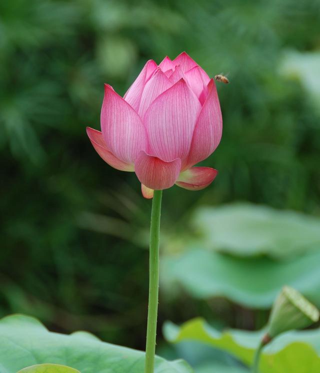 含苞待放的荷花，別樣的美！
