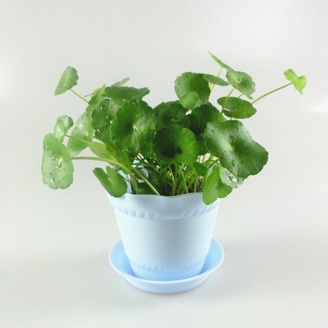 銅錢草爛根了,什麼原因造成的,怎麼預防?