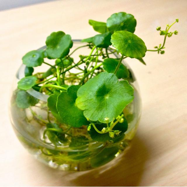 銅錢草爛根了,什麼原因造成的,怎麼預防?