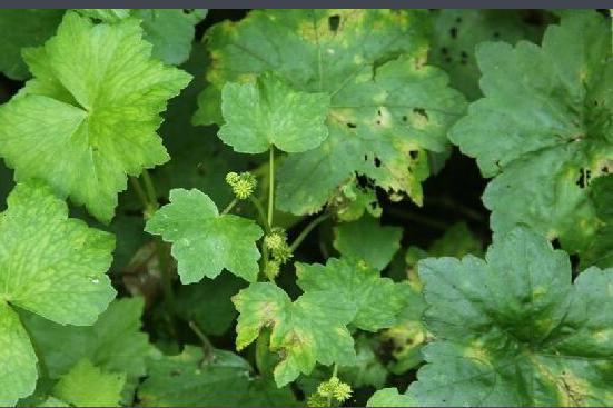 銅錢草爛根了,什麼原因造成的,怎麼預防?