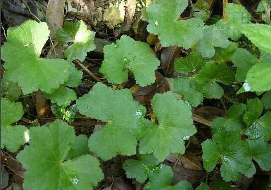 銅錢草爛根了,什麼原因造成的,怎麼預防?
