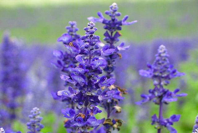 屬鼠的人養什麼花好? 5種開藍花植物,帶給你好運!