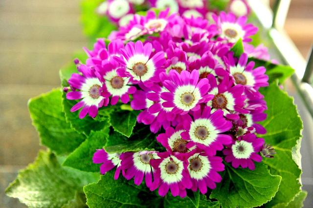 屬鼠的人養什麼花好? 5種開藍花植物,帶給你好運!