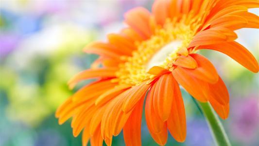 非洲菊品種大全，​​室內怎麼養？ 幾何之美