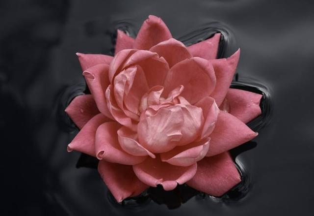 生活跟戀愛不能混為一談的星座