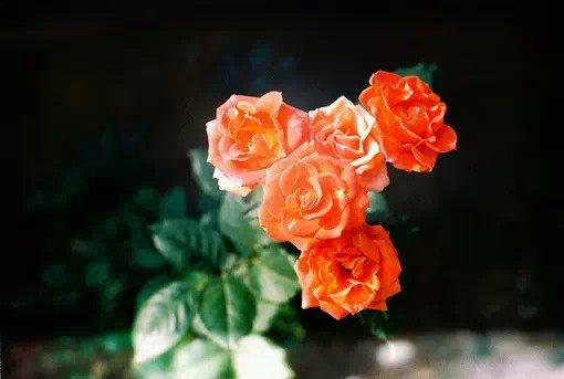 致自己的心靈雞湯語錄,選一句送給自己