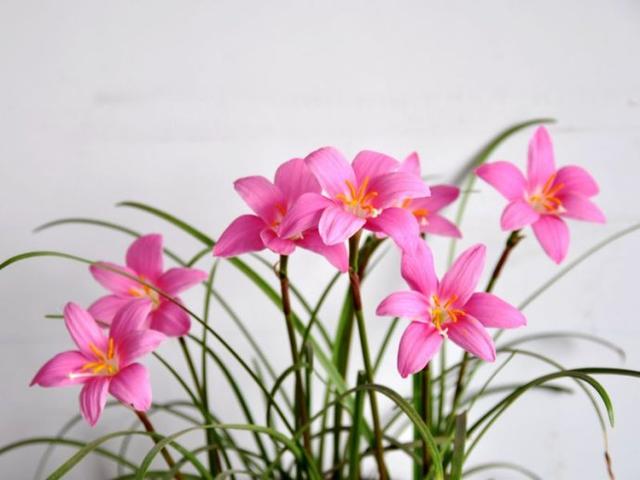 蔥蘭與韭蘭合稱風雨蘭