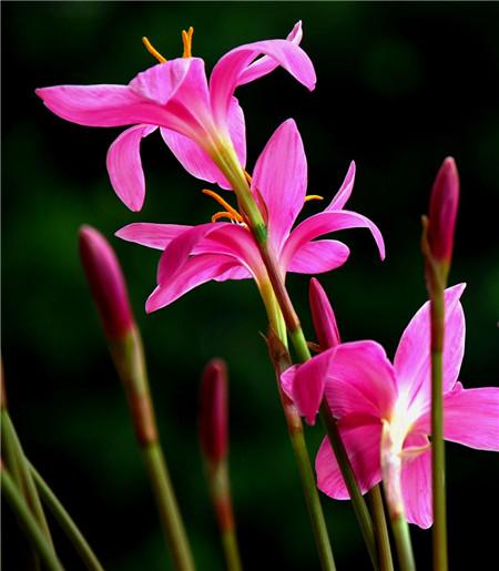 蔥蘭與韭蘭合稱風雨蘭