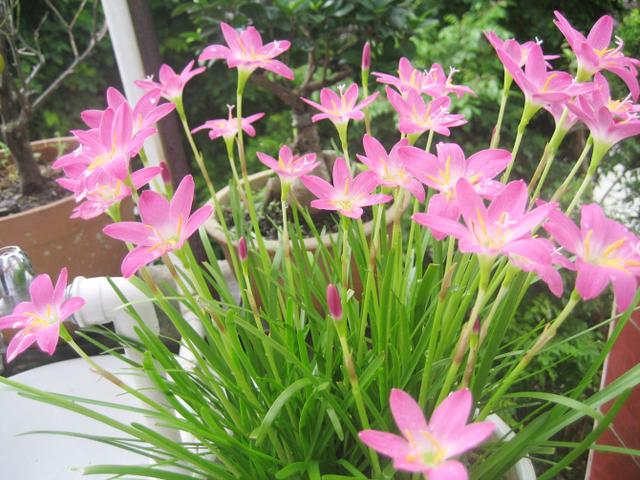 蔥蘭與韭蘭合稱風雨蘭