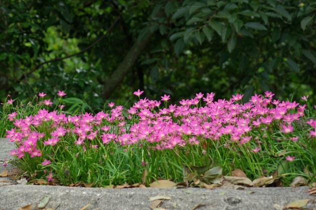 蔥蘭與韭蘭合稱風雨蘭