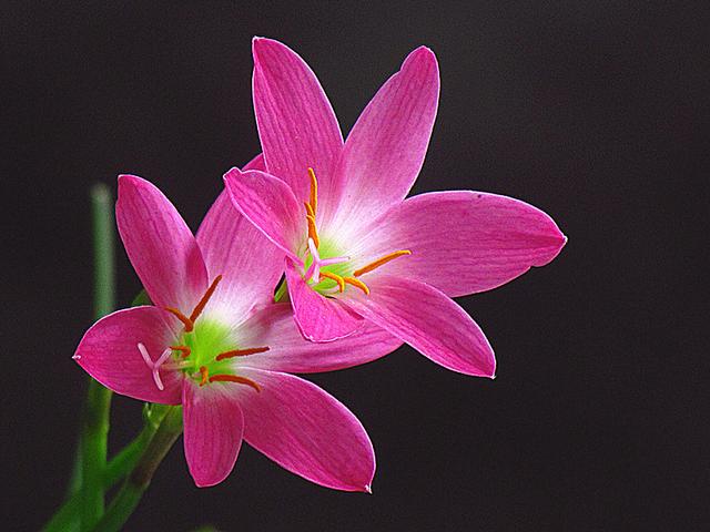 蔥蘭與韭蘭合稱風雨蘭