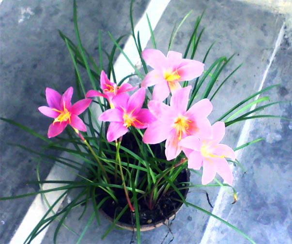 蔥蘭與韭蘭合稱風雨蘭