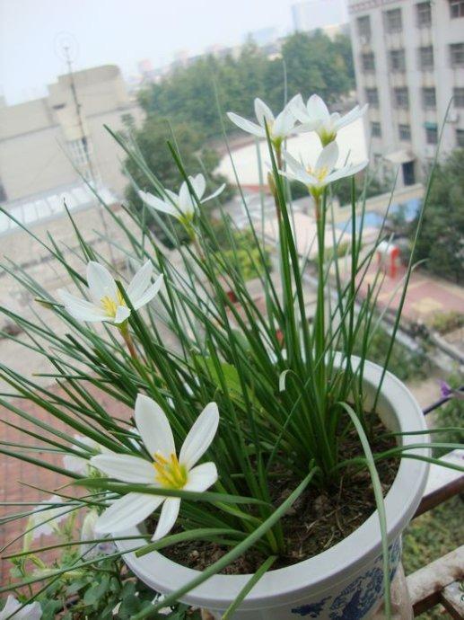 蔥蘭與韭蘭合稱風雨蘭