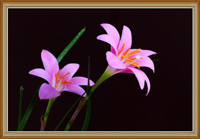 蔥蘭與韭蘭合稱風雨蘭