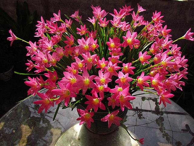 蔥蘭與韭蘭合稱風雨蘭