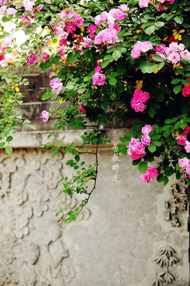 用一顆平常心,平凡的活著! 如此,便好