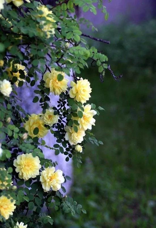 用一顆平常心,平凡的活著! 如此,便好