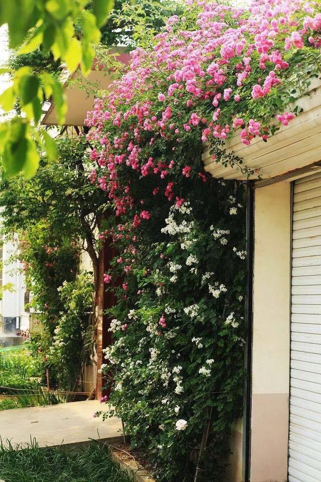 用一顆平常心,平凡的活著! 如此,便好