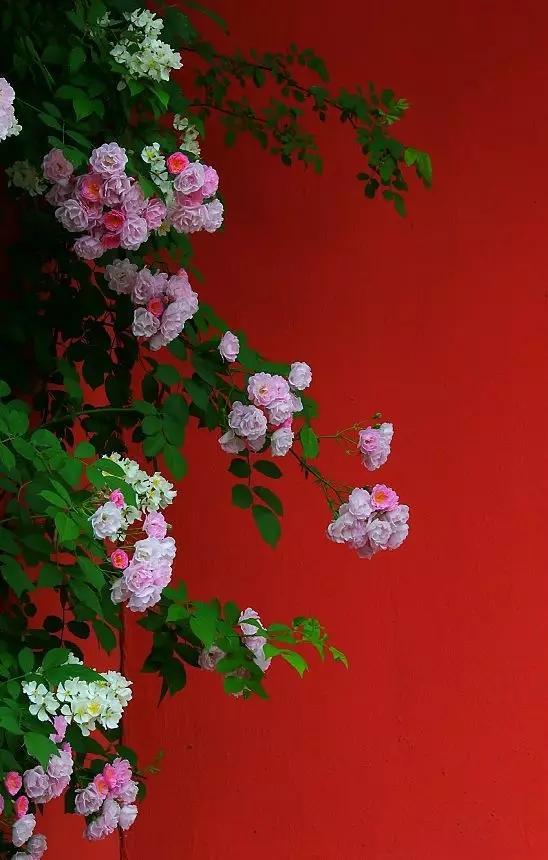 用一顆平常心,平凡的活著! 如此,便好