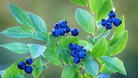 陽台種盆藍莓，做好這些，掛果1000顆，吃不完的藍莓！