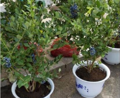 陽台種盆藍莓，做好這些，掛果1000顆，吃不完的藍莓！