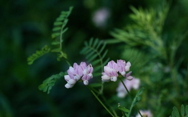 太直傷人，太真傷己