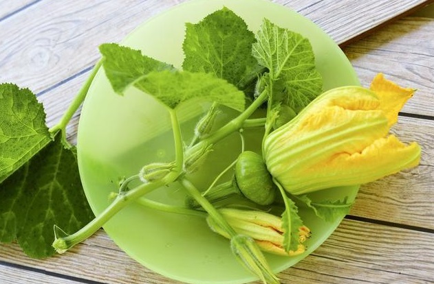 南瓜最有營養的部位 南瓜花 不僅能炒菜吃 還能入藥治病articlelike 南瓜最有營養的部位 南瓜花 不僅能炒菜吃 還能入藥治病articlelike