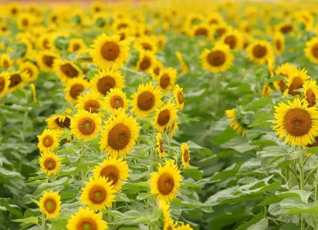 人生苦短自己領悟，人情冷暖自己體會