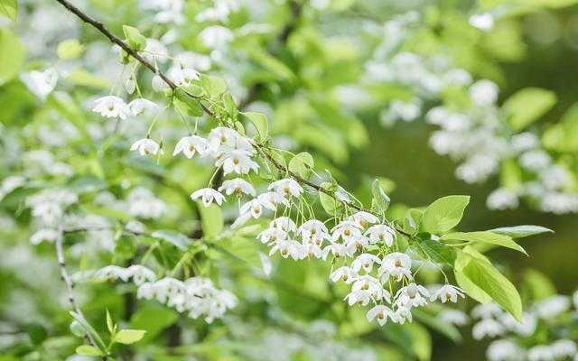 愛我者,惜之;嫌我者,棄之