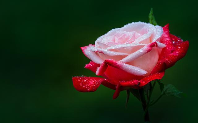 不要去指望別人，因為別人不欠你的