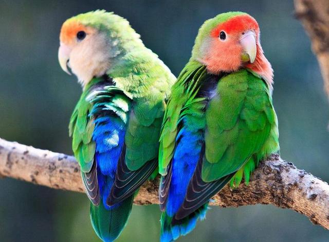 笨鳥先飛早入林，其實，是一種人生智慧