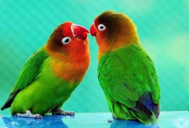 笨鳥先飛早入林，其實，是一種人生智慧