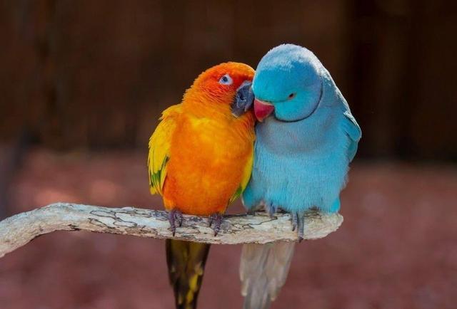 笨鳥先飛早入林，其實，是一種人生智慧