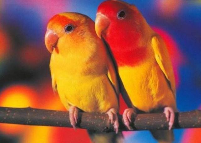 笨鳥先飛早入林，其實，是一種人生智慧