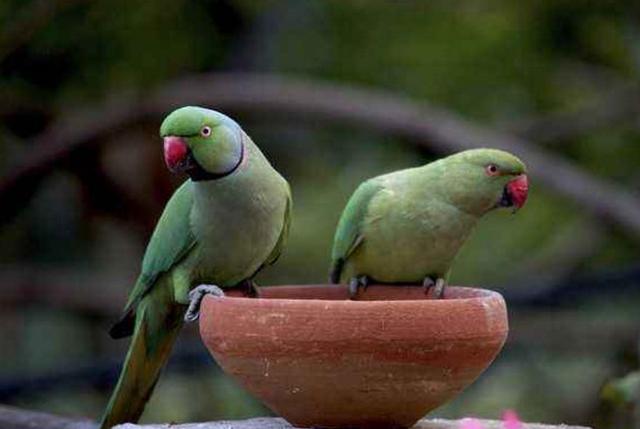 笨鳥先飛早入林，其實，是一種人生智慧