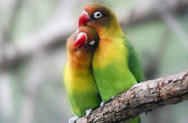 笨鳥先飛早入林，其實，是一種人生智慧